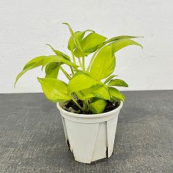 ポトス：AWファンタジー　3号ポット