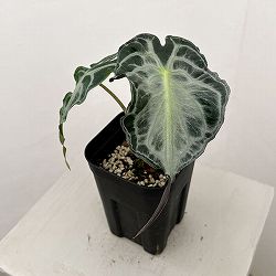 アロカシア：ヴェノム　3.5号ポット26-01