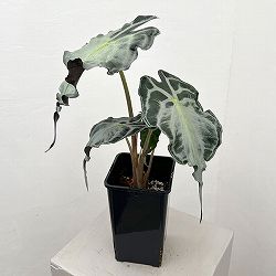 アロカシア：ヴェノム　4号鉢植え26-07