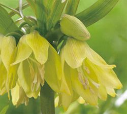 [26年3月中下旬予約]フリチラリア：アーリーパッション5号ポット