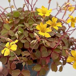 [26年3月中下旬予約]オキザリス：タソガレ（黄昏）3.5号ポット