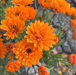 ディモルフォセカ：ミミ　オレンジ　3.5号ポット