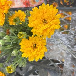 ディモルフォセカ：ミミ　イエロー　3.5号ポット