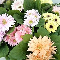 [26年3月中下旬予約]ミニガーベラ：ナカノセレクション パステル系花色ミックス3号ポット