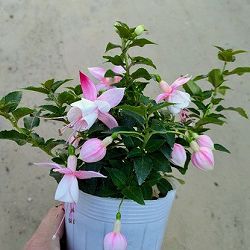 フクシア(ホクシア）：バレリーナ クーペ（ライトピンク・ホワイト）　3.5号ポット