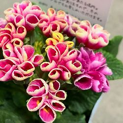 プリムラ　ジュリアン：星咲きふくりんりん3号ポット