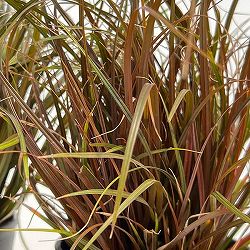 ウンシニア：ファイアーダンス4号セラアート鉢植え