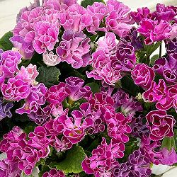 プリムラ ：ハートカクテル　パープル系　2.5号ポット