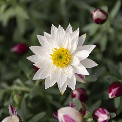 ペーパーカスケード2.5号ポット