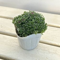 ヘリクリサム：ミルフォルディアエ3号ポット