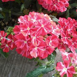 [26年3月中下旬予約]宿根バーベナ：ペティーナ　ココちゃん3.5号ポット