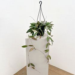 ホヤ：ドラゴンフライ　4号吊り鉢植え