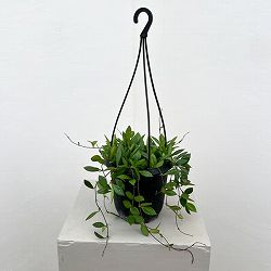 ホヤ：ピクタ　4号吊り鉢植え