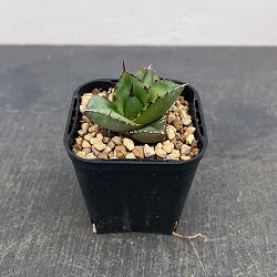 アガベ：ジャガーノート　3号鉢植え*