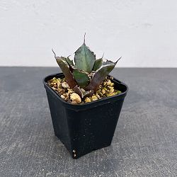 アガベ：チタノタ 黒豹　3号鉢植え*