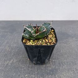 アガベ：チタノタ　南アフリカダイヤモンド　3号鉢植え*