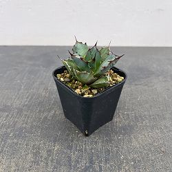 アガベ：チタノタ 龍牙　3号鉢植え*