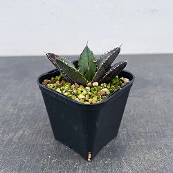 アガベ：チタノタ 緋紅牡丹　3号鉢植え*