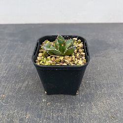 アガベ：チタノタ フィリグリー　 3号鉢植え*