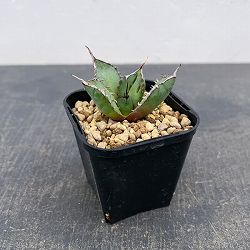 アガベ：チタノタ　黒鯨　3号鉢植え*