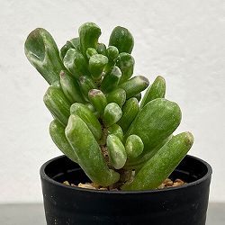 クラッスラ：ゴーラム錦　2.5号鉢植え