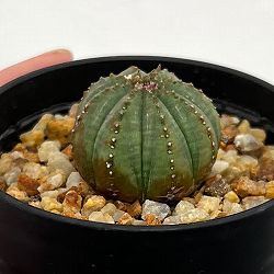 ユーフォルビア：オベサ　梵天　2.5号鉢植え