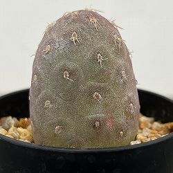 サボテン：テフロカクタス　ゲオメトリクス（ナラシノ）2.5号鉢植え