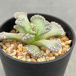 メセン：チタノプシス　カルカレア　天女　2.5号鉢植え