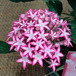 [26年5月中下旬予約]ペンタス：ポップスター　スカーレットマティーニ3.5号ポット