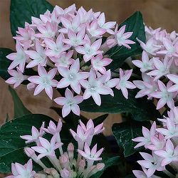 [26年5月中下旬予約]ペンタス：ポップスター　ロゼスパークル3.5号ポット