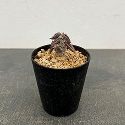 ユーフォルビア：トゥレアレンシス　2.5号鉢植え**