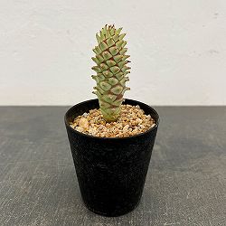 ユーフォルビア：ロンギツベルクローサ　2.5号鉢植え