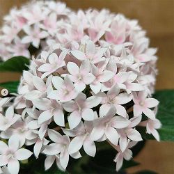 [26年5月中下旬予約]ペンタス：ドリームスター　スウィートヴェール3.5号ポット