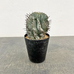 ユーフォルビア：アルバホリダ（実生・雌株）　3号鉢植え