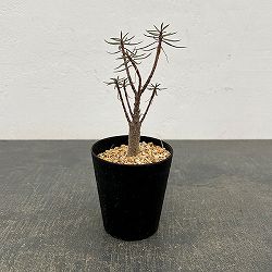ユーフォルビア：バルサミフェラ　2.5号鉢植え