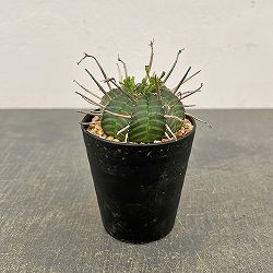 ユーフォルビア：バリダ（実生・特選株）　3号鉢植え