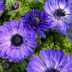 アネモネ【極-KIWAMI-】：ポルトダブル ブルー3.5号ロングポット