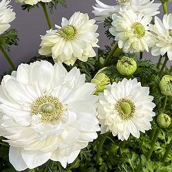 アネモネ【極-KIWAMI-】：ポルトダブル ホワイト3.5号ロングポット