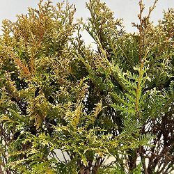 コニファー：グロボーサバリエガータ5号ポット