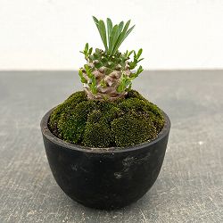 ユーフォルビア：ガビザン　2.5号盆栽風仕立て