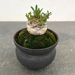 ユーフォルビア：ガビザン　3号盆栽風仕立て