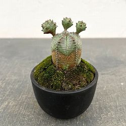 ユーフォルビア：オベサ梵天　2.5号盆栽風仕立て26-03