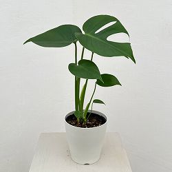 モンステラ：デリシオサ　コンパクタ（TC苗）4号ポット