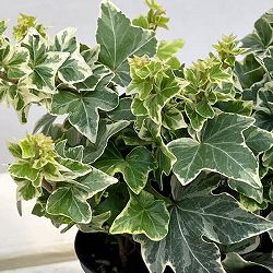 ヘデラ（アイビー）：クール3.5号ポット