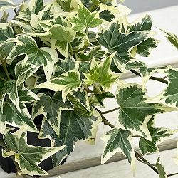 ヘデラ（アイビー）：ビクトリア3.5号ポット