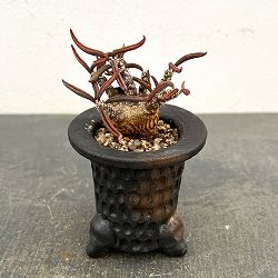 ユーフォルビア：キリンドリフォリア　2.5号陶器鉢植え26-01