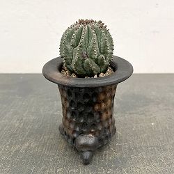 ユーフォルビア：ホリダ梵天　3号陶器鉢植え26-01