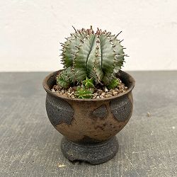 ユーフォルビア：HO-1アルバホリダ×アルバホリダ　2.5号陶器鉢植え26-01