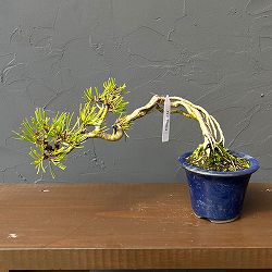 アカマツ（赤松）：小品盆栽 26-01