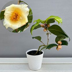 ツバキ（椿）：初黄（ショコウ）曲がり 3.5号匠鉢入り